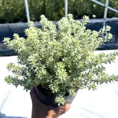 rk.ken様 リクエスト 2点 まとめ商品