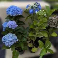 紫陽花　まとめ売り　来季用のサムネイル