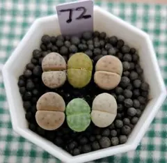 2025年最新】リトープス 抜き苗の人気アイテム - メルカリ