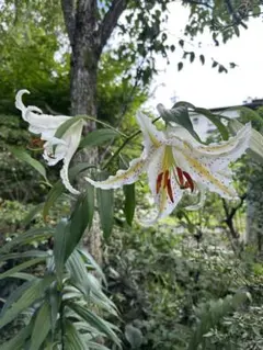 2025年最新】ヤマユリの人気アイテム - メルカリ