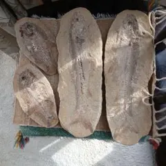 魚の化石(qhmirai様)専用
