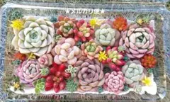 【メルカリ便】エケベリア寄せ植え 多肉弁当 多肉詰め合わせ