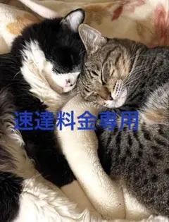 黒猫Jack（プロフ必読）様専用です♪︎ - メルカリ