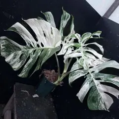 斑入りモンステラ ホワイトタイガー極美大株70cm - メルカリ