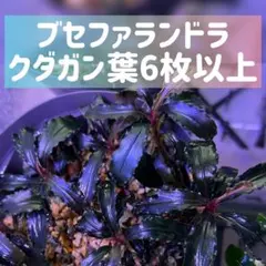 ブセファランドラクダガンBucephalandra sp.Kedagang 1株のサムネイル
