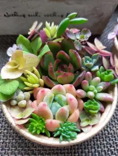 多肉植物セダム　そのまま飾れる1セット　　 7センチカップ