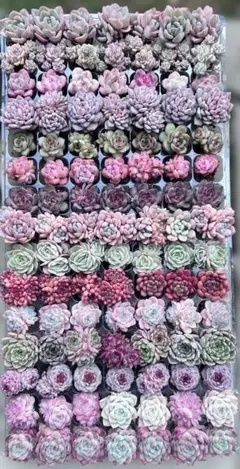 15種類 15苗セット 多肉弁当 抜き苗 エケベリア 多肉植物 詰め合わせ