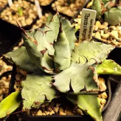 2025年最新】マルガリータ アガベの人気アイテム - メルカリ