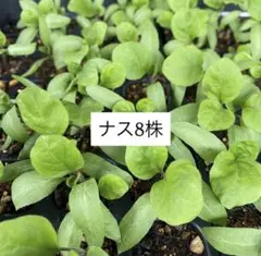 ベリー&ダイ様 リクエスト 4点 まとめ商品