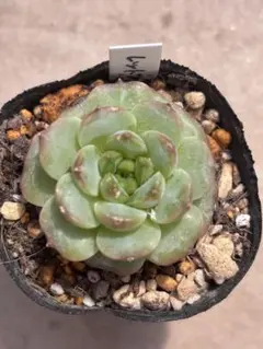 多肉植物 レッドベルベット カット苗 発根済み