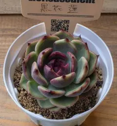 2026年最新】リエール 多肉植物の人気アイテム - メルカリ