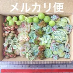 그룹으로 심은 즙이 많은 모종 모종, 로코코 캐러멜 스프라이트 그레인