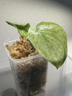 K様専用 レア Scindapsus snow fleck mutation - メルカリ