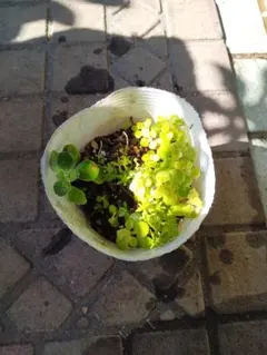 アロマティカス　黄金丸葉万年草　森村万年草　抜き苗。