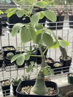 最終値下げ　アデニアグラウカ アデニアグラウカ | STORES