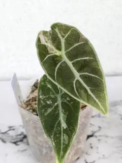 2025年最新】alocasia watsonianaの人気アイテム - メルカリ