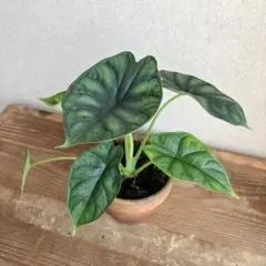 アロカシア ドラゴンスケール マーブル 2本セット TC アロカシア ドラゴンスケール マーブル 2本セット TC