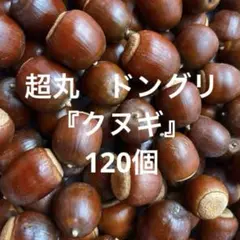 超丸 採れたて ドングリ【クヌギ】 120個
