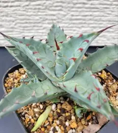 2025年最新】アガベ子株の人気アイテム - メルカリ