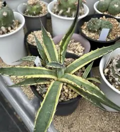 2025年最新】アガベスカブラ錦の人気アイテム - メルカリ