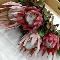 ⑤プロテア・MIX4本❗【現品画像】