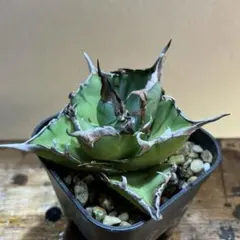 【チタノタ3種セット】ハデス　黒犀牛　包心龍　鉢ごとメルカリ便発送 チタノタ3種セット】ハデス 黒犀牛 包心龍 鉢ごとメルカリ便発送