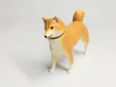 アニア　柴犬のサムネイル