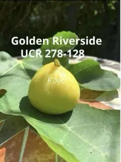 イチジクの大苗。Golden side UCR278-128 Golden Riverside Fig(UCR 278-128) ゴールデンリバーサイド
