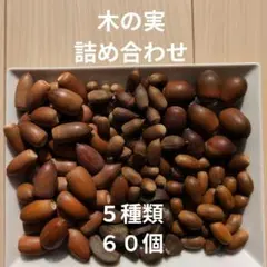 木の実 詰め合わせ 60個 5種 マテバシイ アラカシ 椿 スダジイ くぬぎ