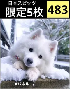 限定5枚　レアパネル生地　新柄　日本スピッツ　犬パネル生地