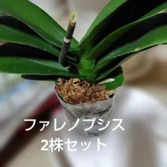 胡蝶蘭 苗 水苔植え 透明ポットのサムネイル