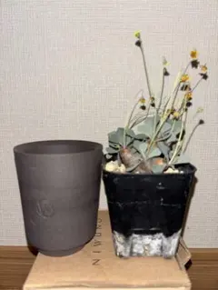 2026年最新】valiem 鉢の人気アイテム - メルカリ