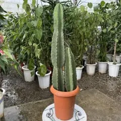 柱サボテン(棘あり)鬼面角　3本大株(蕾付き) ９号鉢特大美株3株植え 美品 柱サボテン(棘あり)鬼面角 3本大株(蕾付き) 9号鉢特大美株3株植え 美