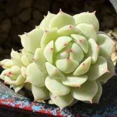 NEW❗️ 【レア種】大人気エケベリア　静夜 多肉植物❣️