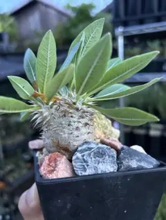 【高品質】　極上株　現地株　サルコカウロン　カンデボエンシス J*e様 【高品質】 極上株 サルコカウロン カンデボエンシス - メルカリ