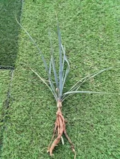 2026年最新】ユッカ ロストラータの人気アイテム - メルカリ