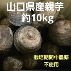 2026年最新】里芋の苗の人気アイテム - メルカリ