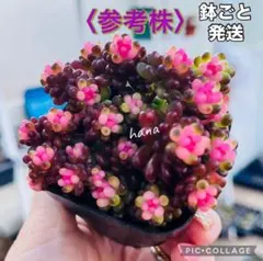 みえりん様 リクエスト 2点 まとめ商品