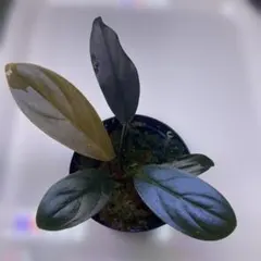① 増殖株 Homalomena TEMPER BLUE ホマロメナ - メルカリ