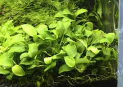 アヌビアス・ナナホワイト＋ブセファランドラ・バイオレット　セット 2025年最新】アヌビアスナナの人気アイテム - メルカリ