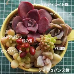 2026年最新】ラブリーローズ錦の人気アイテム - メルカリ
