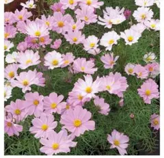 花種コスモスアポロラブソング