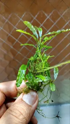 Bucephalandra sp. ”Sintang-5D” HW便 - メルカリ