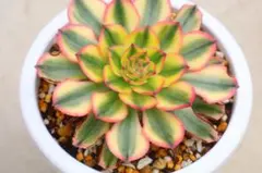 2026年最新】観葉植物 アエオニウムの人気アイテム - メルカリ