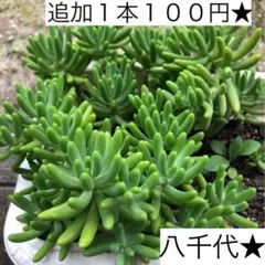 八千代　多肉植物　抜き苗のサムネイル