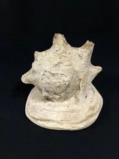 2025年最新】トウカムリの人気アイテム - メルカリ