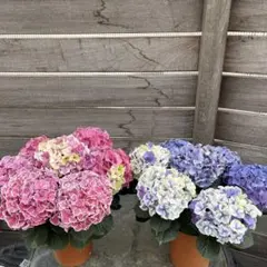 jumbojulie　紫陽花　アジサイ　レッドパッション　リベロ　２鉢 jumbojulie様専用 紫陽花 アジサイ レッドパッション リベロ 2鉢