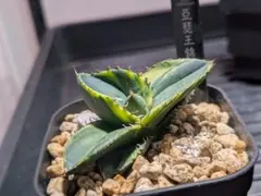 黒様 リクエスト 2点 まとめ商品