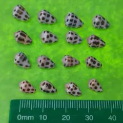 amiha様 リクエスト 4点 まとめ商品