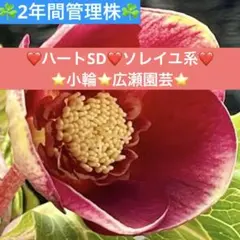 2026年最新】広瀬園芸 クリスマスローズの人気アイテム - メルカリ